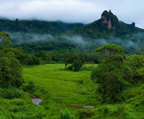 Dinsho park